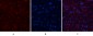 Actin β Polyclonal Antibody